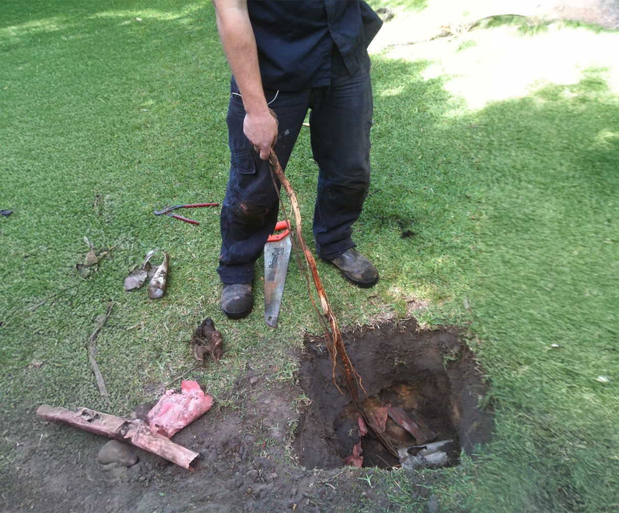 Professional plumber extracting invasive tree roots from a damaged stormwater drain
