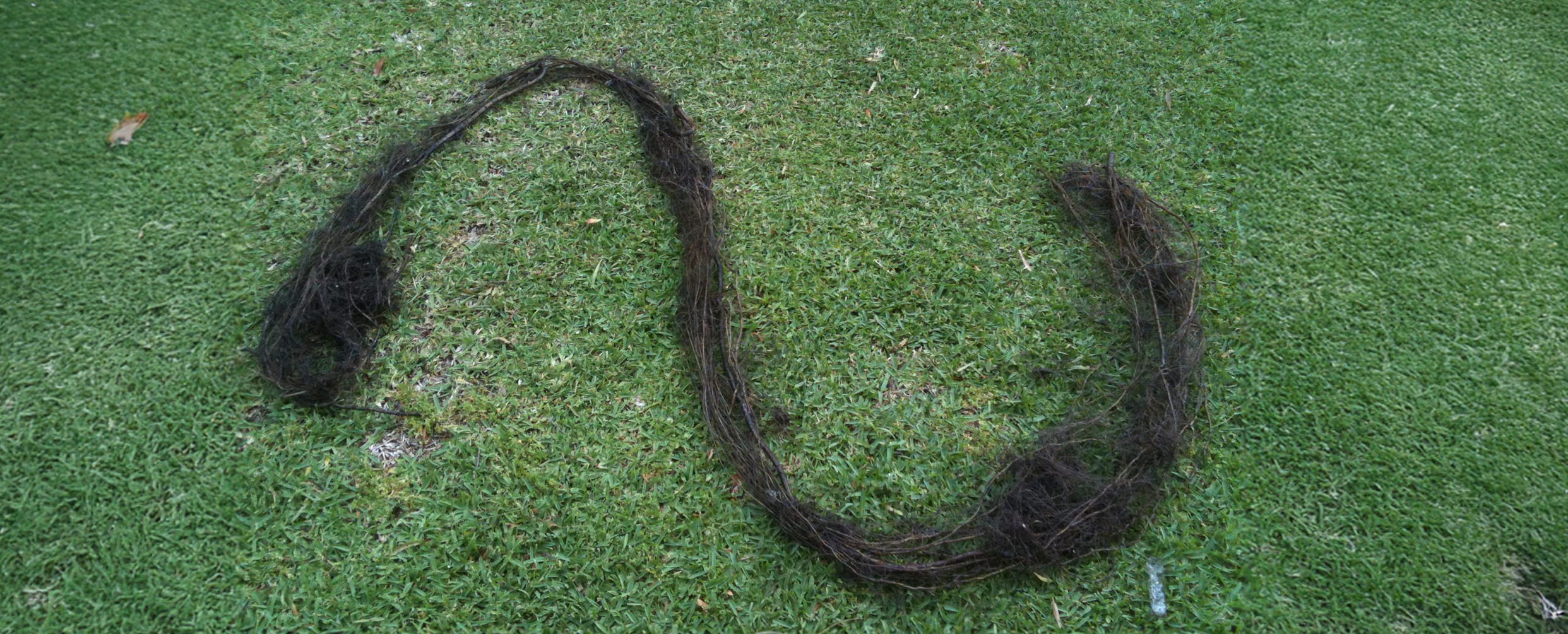 Large tree root successfully extracted from residential Brookvale drainage system