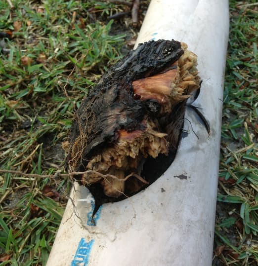 Tree roots breaking into a pipe