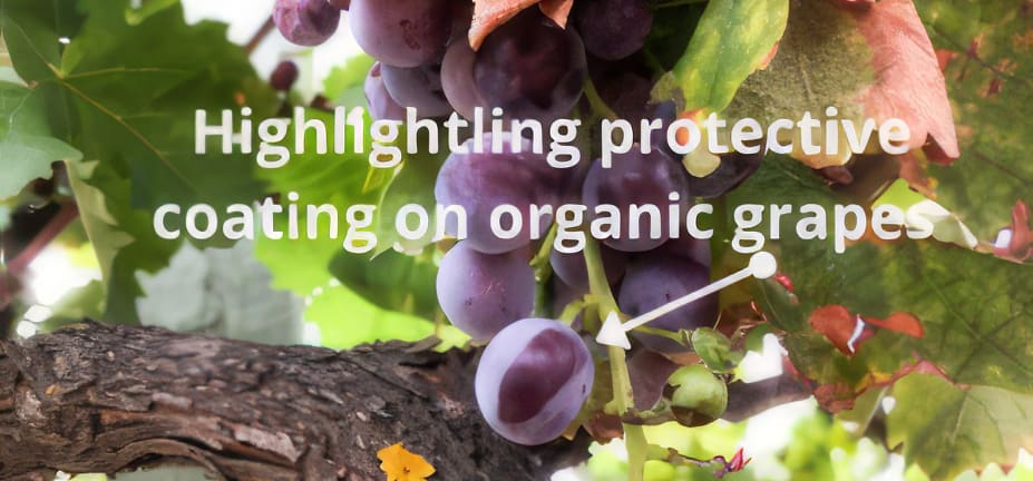  The protective coating on organic grapes