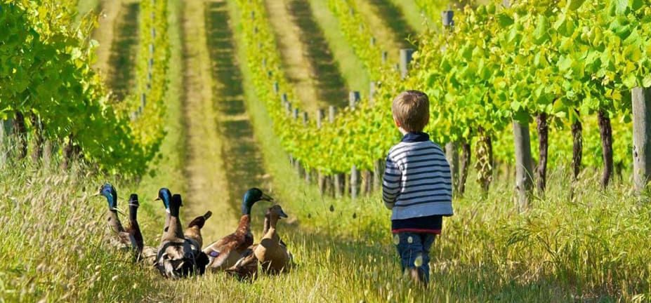 A beautiful natural organic vineyard