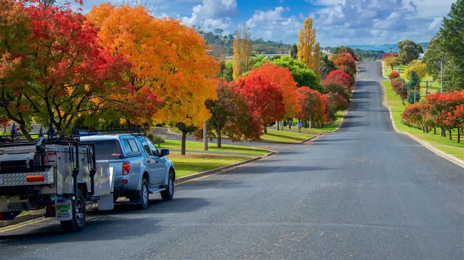 A Sydney street with beautiful trees