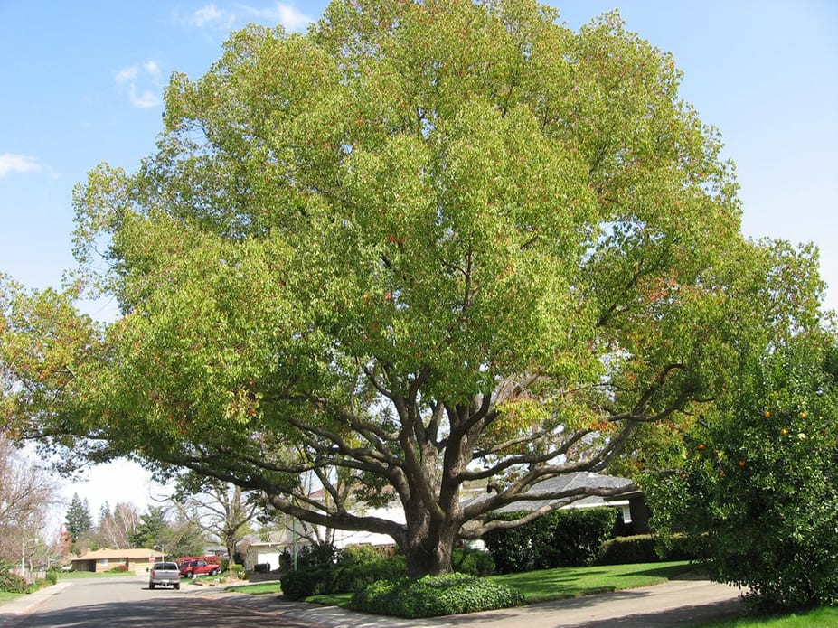 A large Camphor Laurel on a residential street