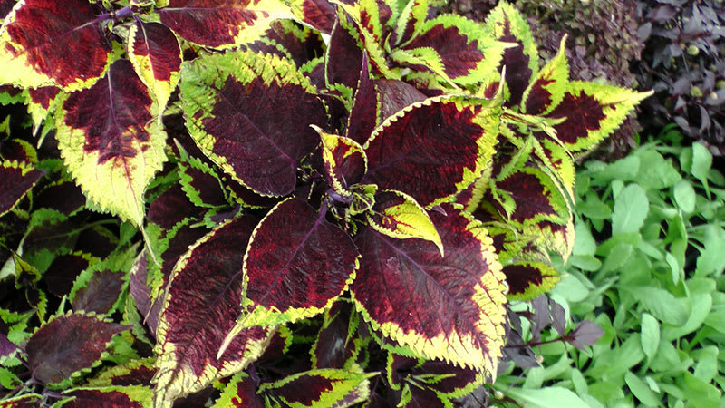 Forskolin Review Everything You Need Before You Buy Pros Cons