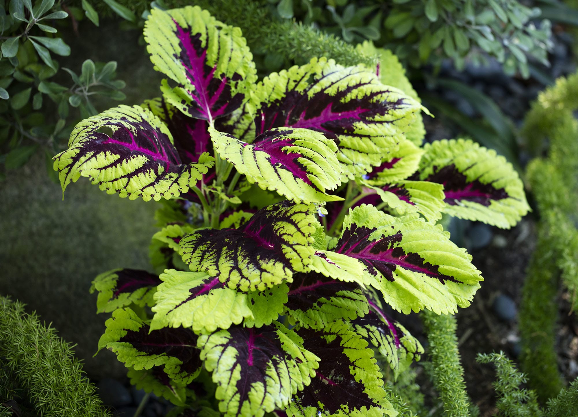 Forskolin Review Everything You Need Before You Buy Pros Cons