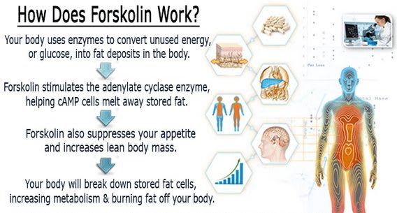 how does forskolin works