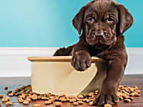 Lorem ipsum dolor sit amet ketto cikk