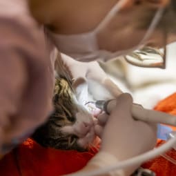 Műtét utáni tájékoztató - cicáknák 