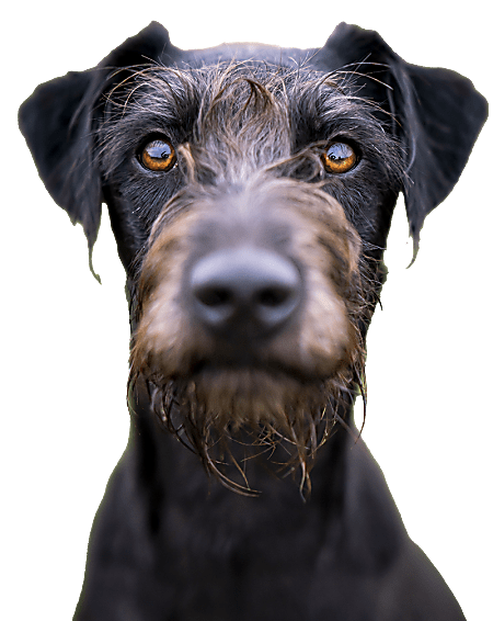 Széleskörű állatorvosi szolgáltatások