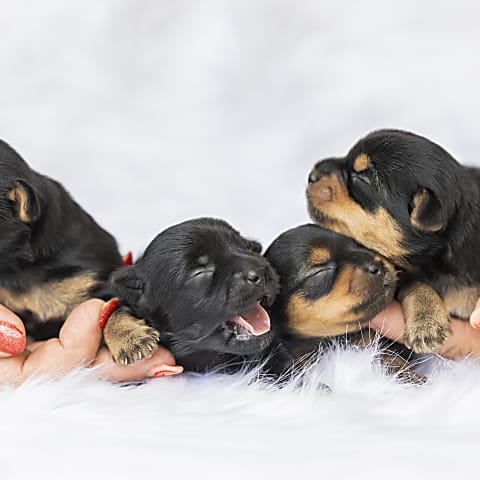 Ellési tájékoztató 