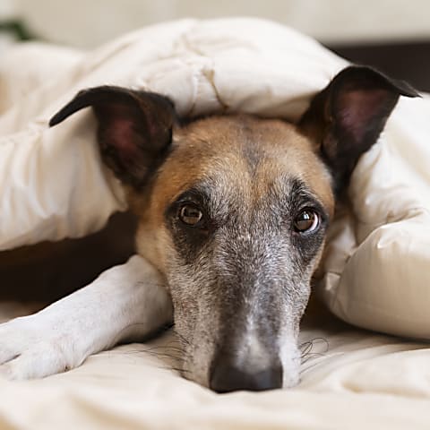 Mikor fordulj orvoshoz? 