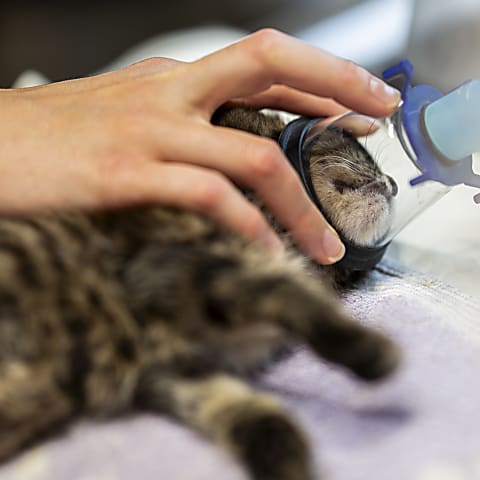 Műtét utáni tájékoztató cicáknák 