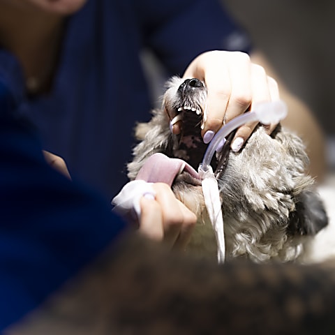 Műtét utáni tájékoztató kutyáknak 