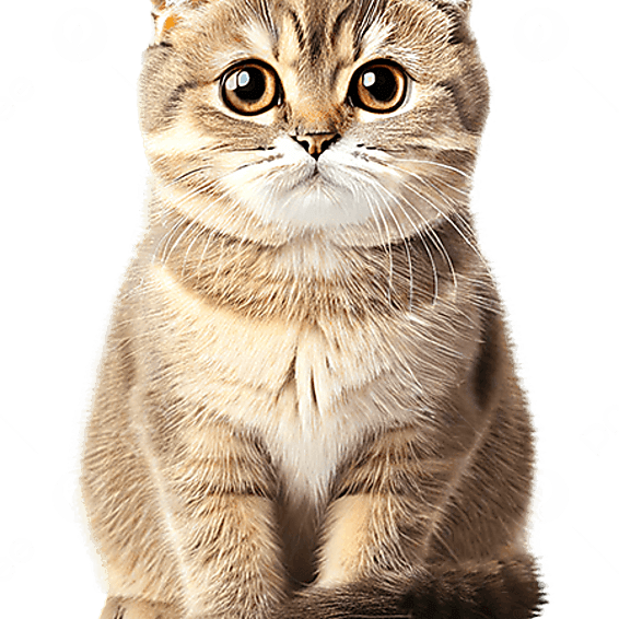 Utánvét, számlázás, B2B Shopify-ban