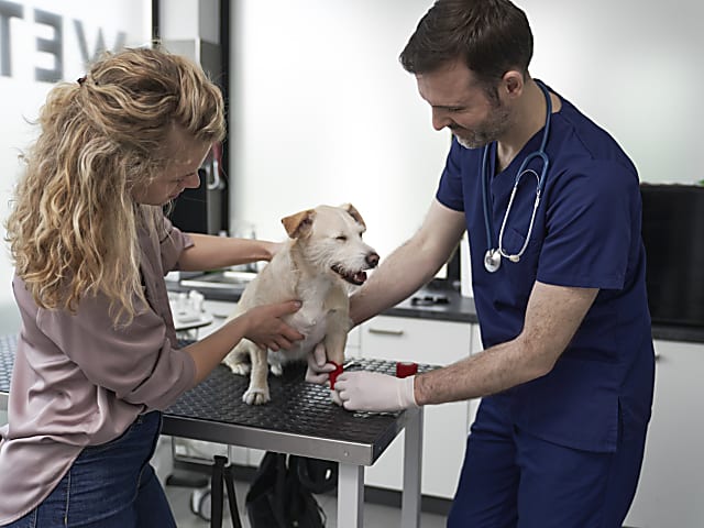 Általános ellátás