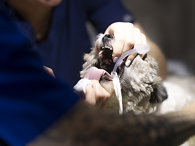 Műtét utáni tájékoztató kutyáknak 