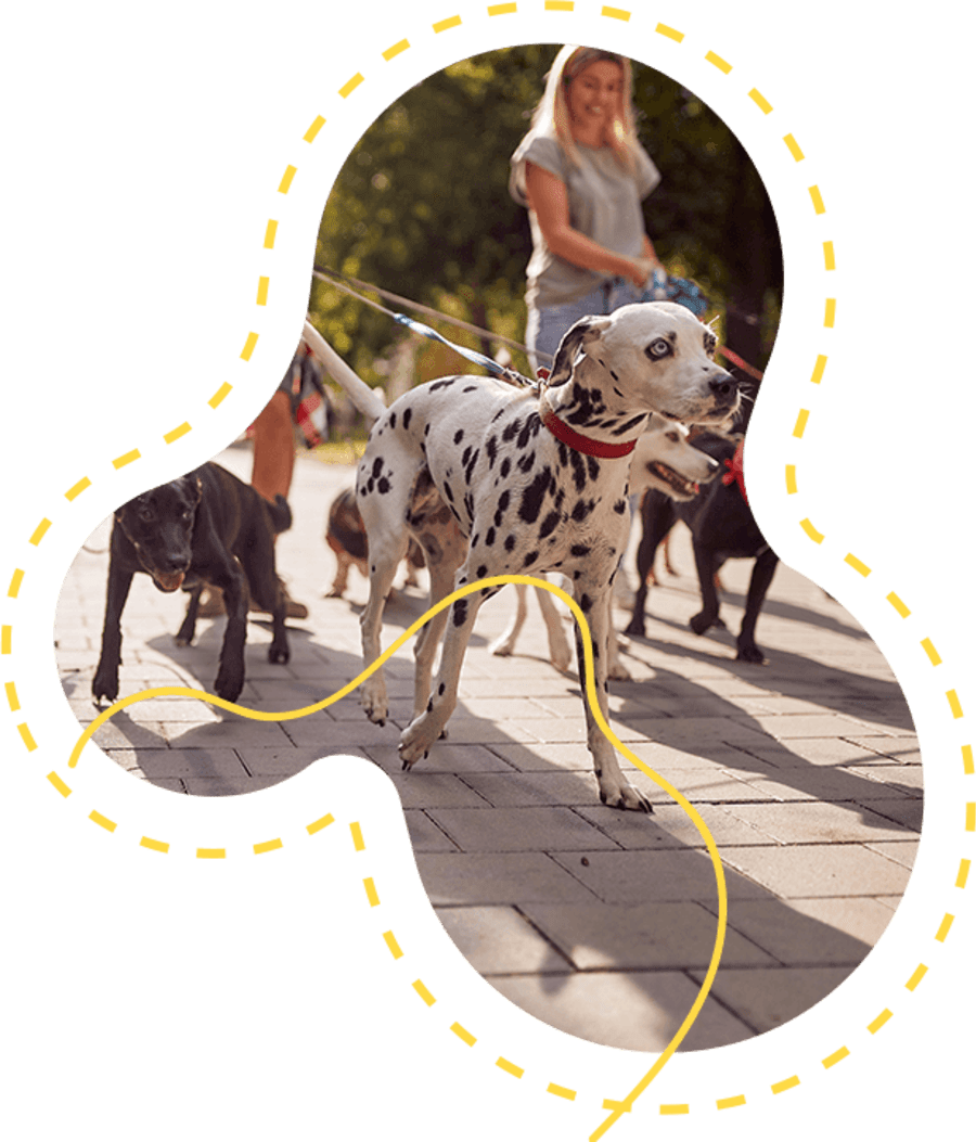 Welcome to The Pet Care Company