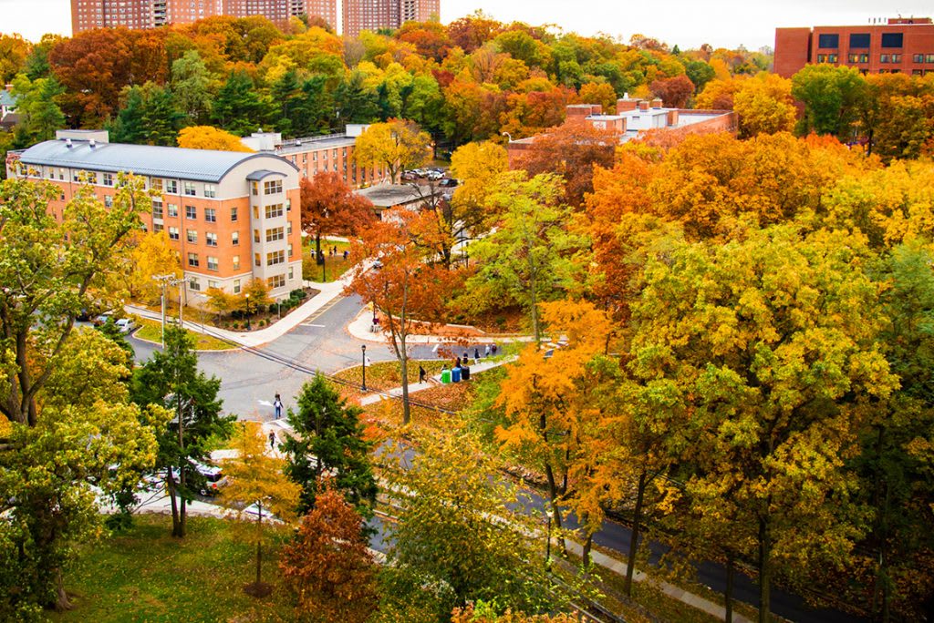 Fall leaves on CMSV campus