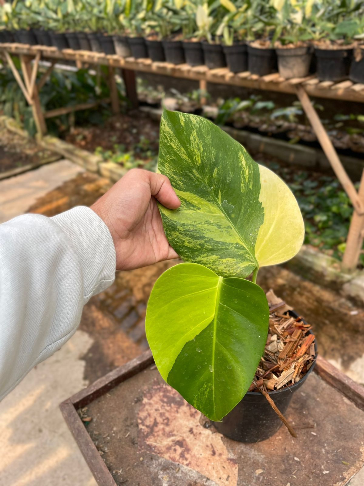 Monstera deliciosa "Aurea Marmorata" variegated Small 1-2 Leaf | Rare Houseplant for wholesale by OrchidBox