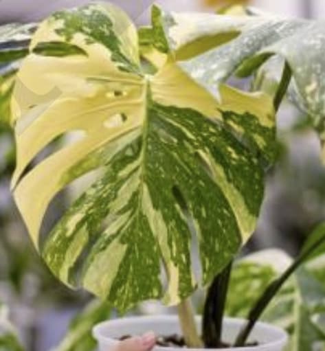 Monstera deliciosa "Thai Constellation" broget høj var TC planteunge | Sjælden stueplante for engroshandel hos OrchidBox