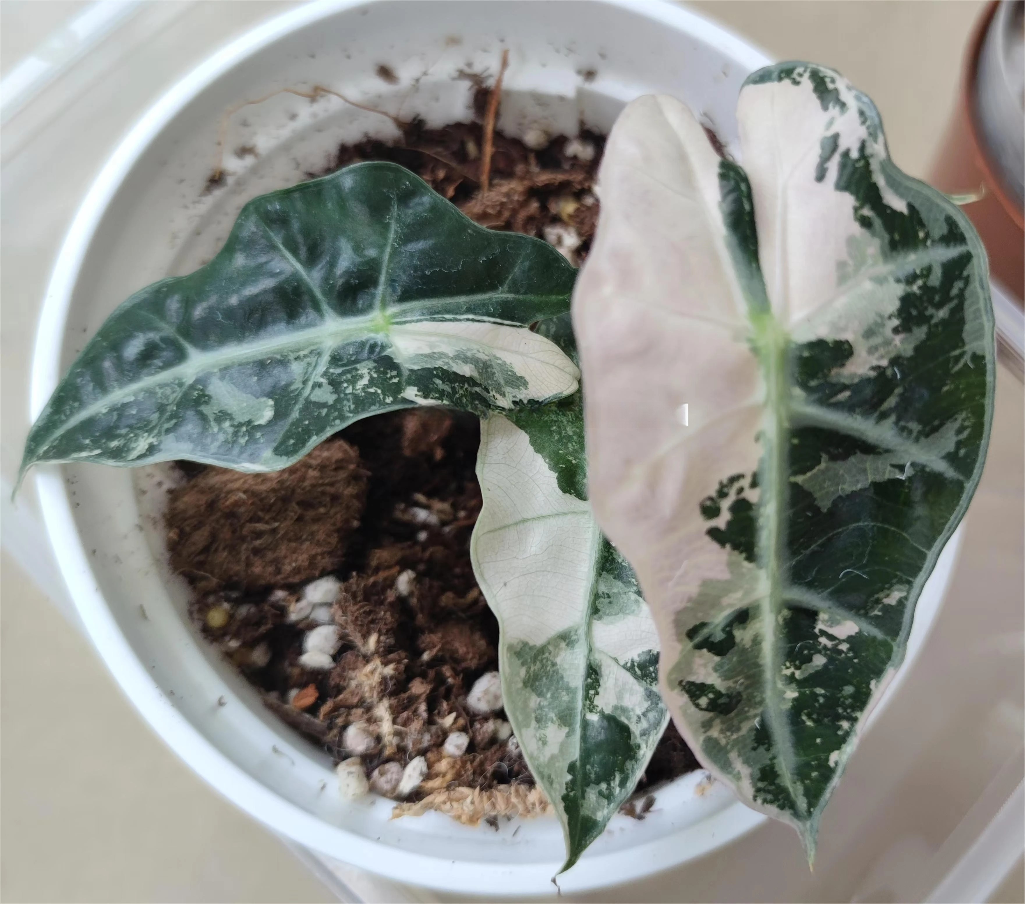Alocasia "Amazonica Polly Snow Pink" broget TC-plante for engroshandel hos OrchidBox