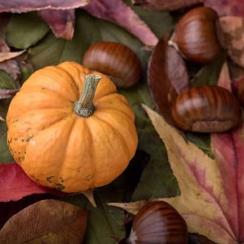 calabaza castaña de corazón