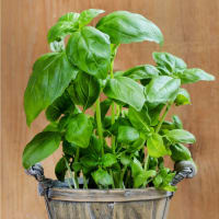 Foto preparazione Hemp penne with pesto et Cherry Foto preparazione Hemp penne with pesto et Cherry