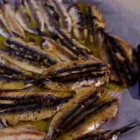 Foto preparazione Anchovies to the plate Foto preparazione Anchovies to the plate