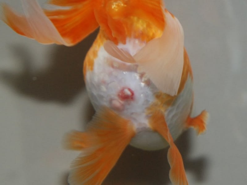 diagnose goldfish symptoms, goldfish emergency 911