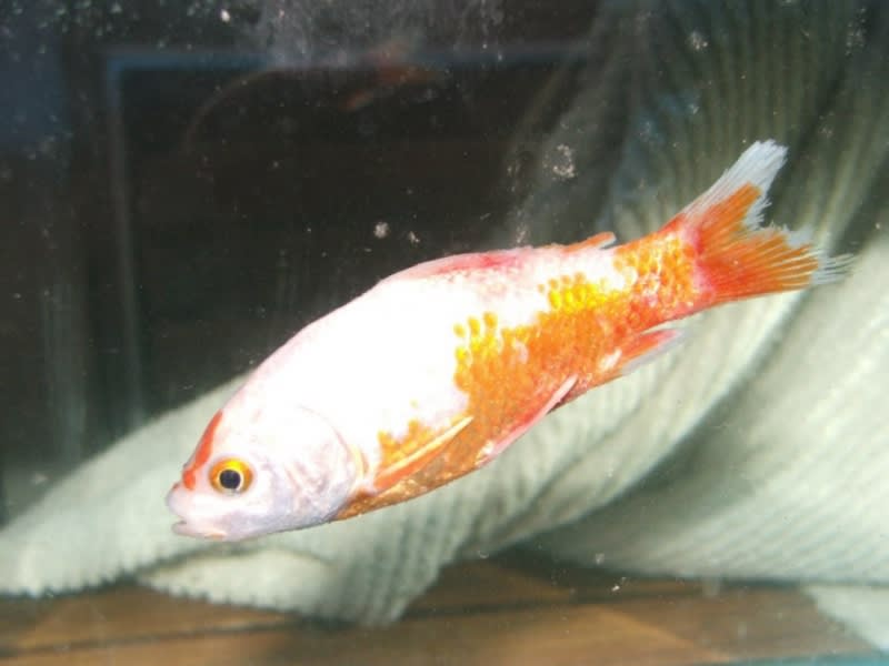 Goldfish turning whitediagnose symptoms and treatgfe