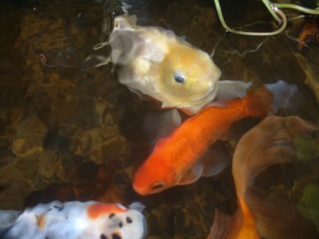 art of goldfish