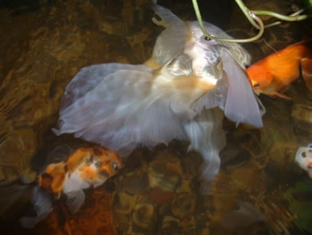 art of goldfish