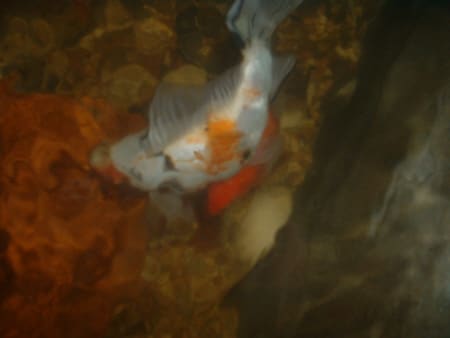 art of goldfish