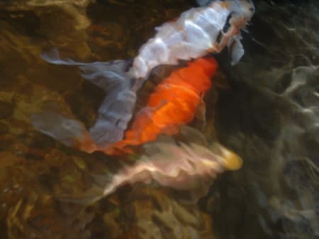 art of goldfish