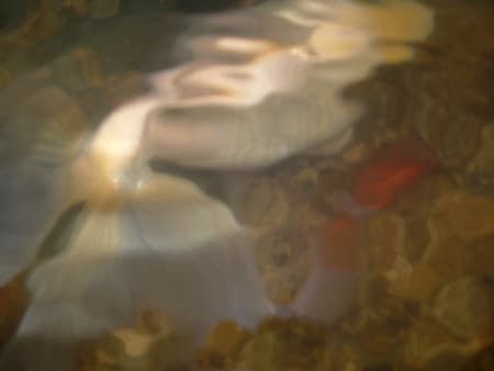 art of goldfish