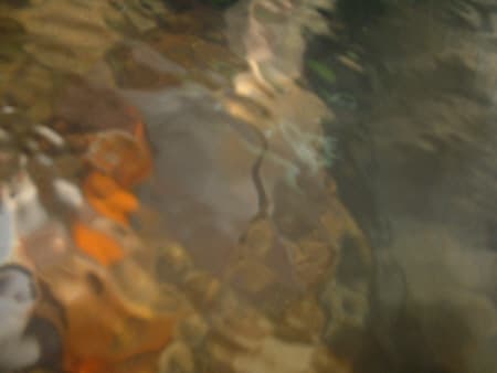 art of goldfish
