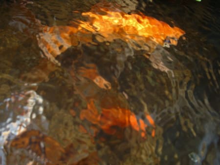 art of goldfish