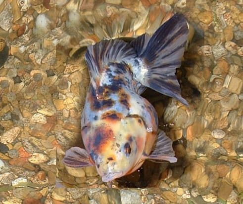 Goldfish breeds