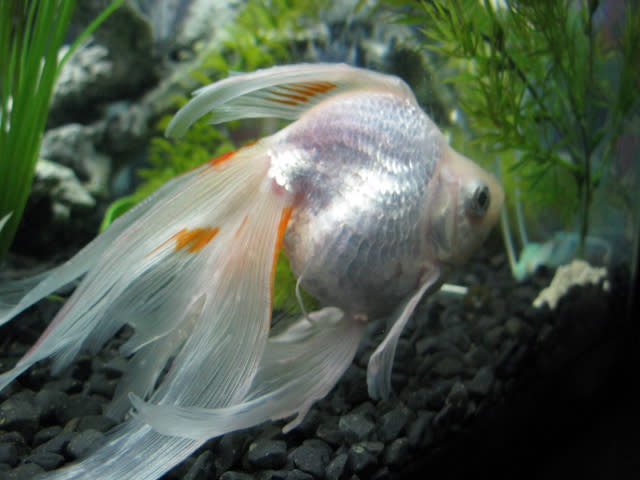 Goldfish breeds