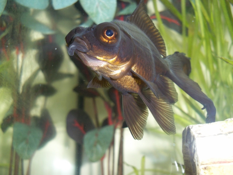Goldfish breeds
