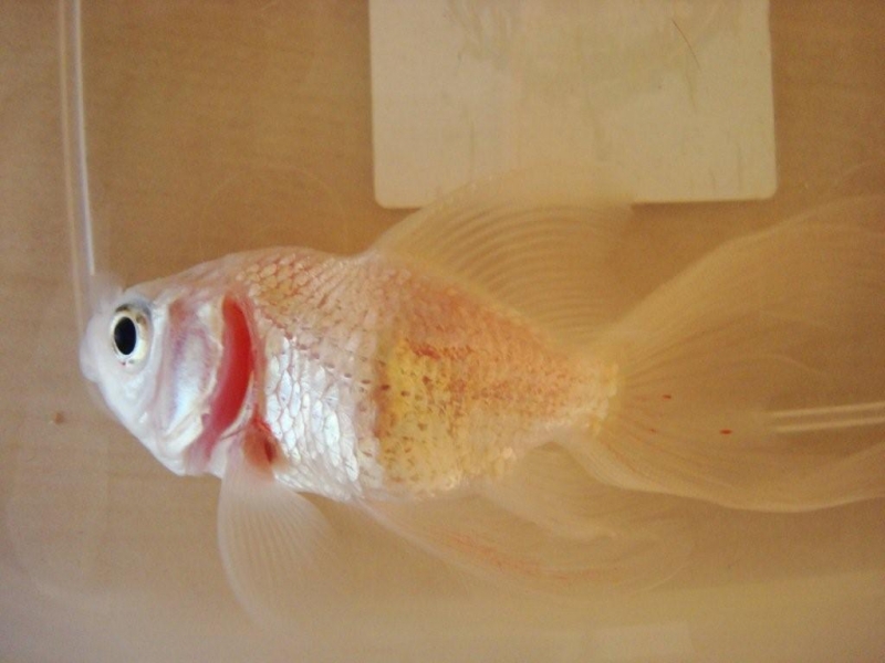 Goldfish curled gills; goldfish emergency; diagnose symptoms and treat