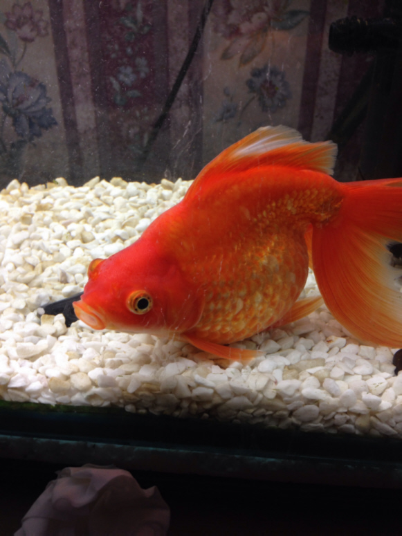 Goldfish Pressed Bottom Diagnose Symptoms And Treat Gfe