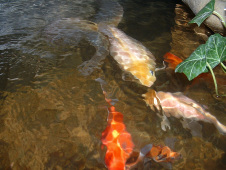 art of goldfish