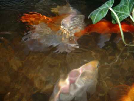 art of goldfish