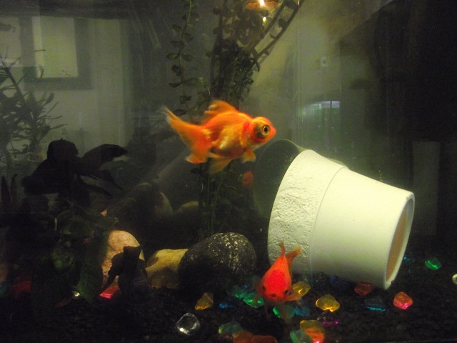 Goldfish Behavior goldfish emergency