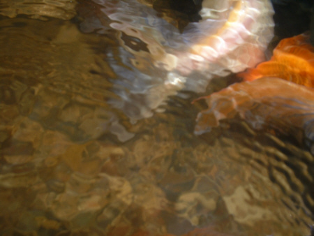 art of goldfish
