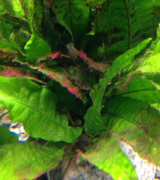 algae living plant