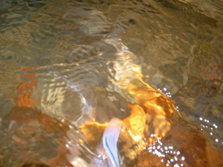 art of goldfish