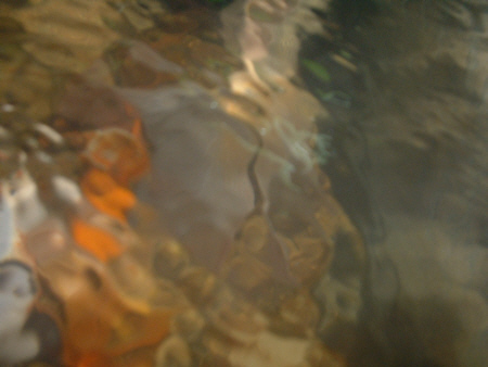 art of goldfish