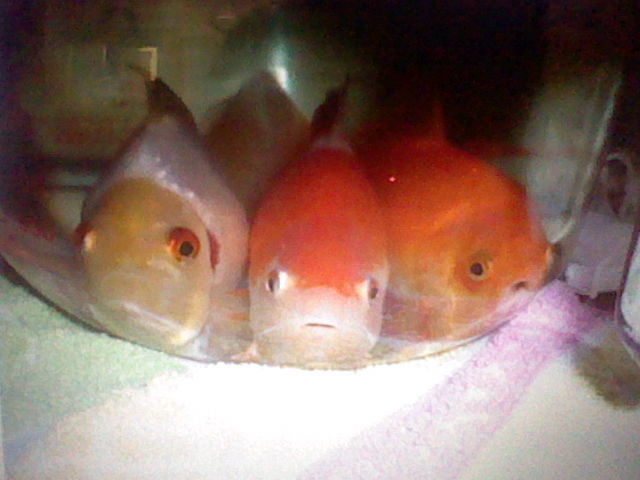 goldfish bottom sitting diagnose